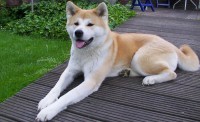 /album/fotogaleria/akita-inu-copia-jpeg/